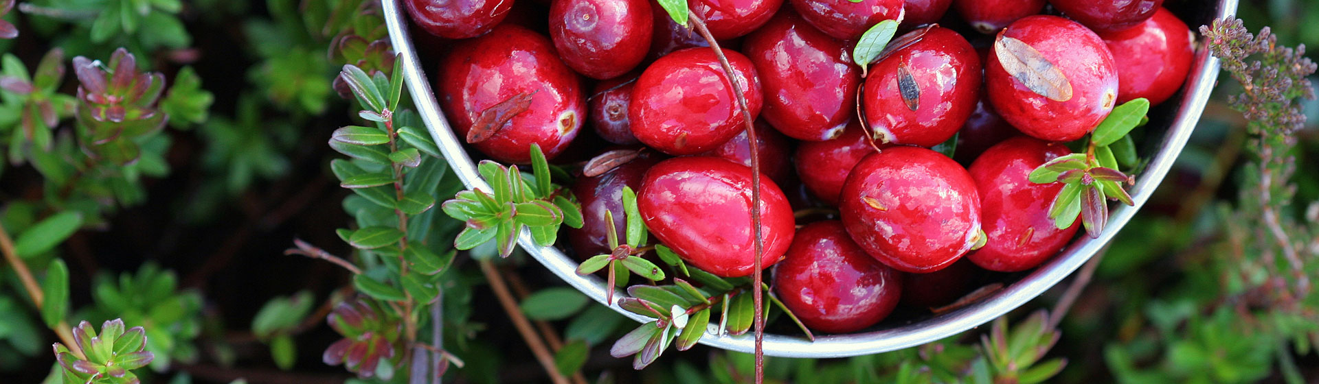 Jarosiński Sadzonki Żurawiny wieloowocowej